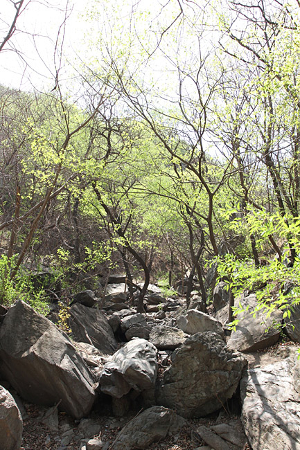 Пекин, Ботанический Сад, Вишневая Долина (Beijing, Beijing Botanical Garden, Cherry Valley)