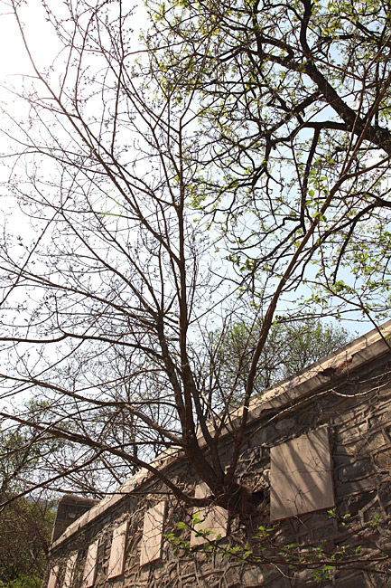 Пекин, Ботанический Сад, Вишневая Долина (Beijing, Beijing Botanical Garden, Cherry Valley)