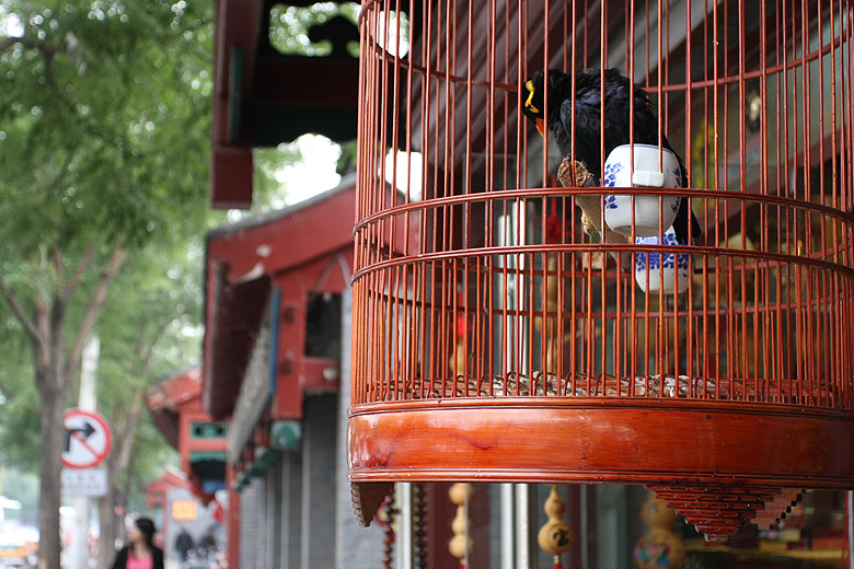 Пекин, Храм Конфуция и Императорская Академия, На улицах рядом с храмом (Beijing, Temple of Confucius and Imperial College, In the streets near the temple)