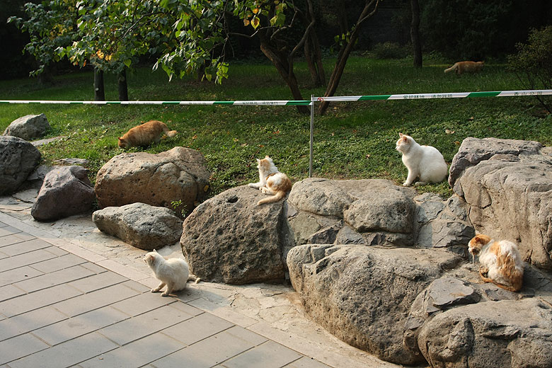 Пекин, Парк Ароматных Холмов, Коты в парке (Beijing, Fragrant Hills Park, Cats in the park)