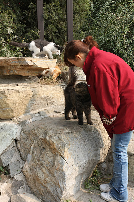 Пекин, Парк Ароматных Холмов, Коты вокруг Озера Очков (Beijing, Fragrant Hills Park, Cats near the Spectacles Lake)