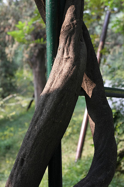Пекин, Парк Ароматных Холмов, По дороге к Озеру Очков (Beijing, Fragrant Hills Park, on the way to the Spectacles Lake)