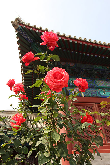 Пекин, Экскурсия по Храму Неба, Цветы с выставки (Beijing, Temple of Heaven, Flowers exhibition)