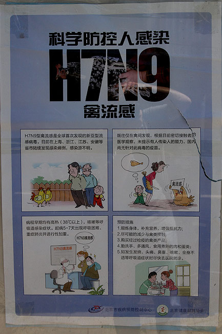 Пекин, Район Шичахай, О борьбе с птичим гриппом (Beijing, Shichahai, About the bird flue)