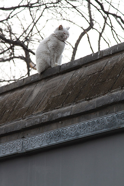 Пекин, Район улицы Наньлогу, Хутун Маоэр (Beijing, Nanluogu Alley Area, Mao'er Hutong)