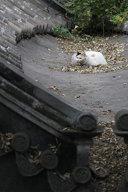 Пекин, Особняк Принца Гуна, Местные коты около Дома Горы Осенних Вод (Beijing, Prince Gong's Mansion, Local cats near the Autumn Water Mountain House)