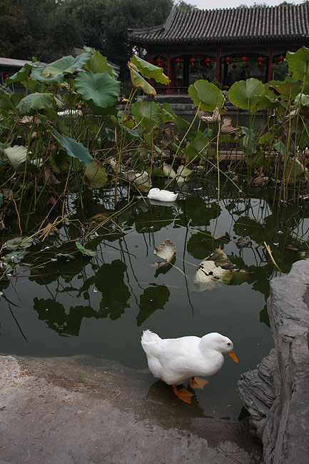 Пекин, Особняк Принца Гуна, На берегу большого озера (Beijing, Prince Gong's Mansion, Big lake shore)