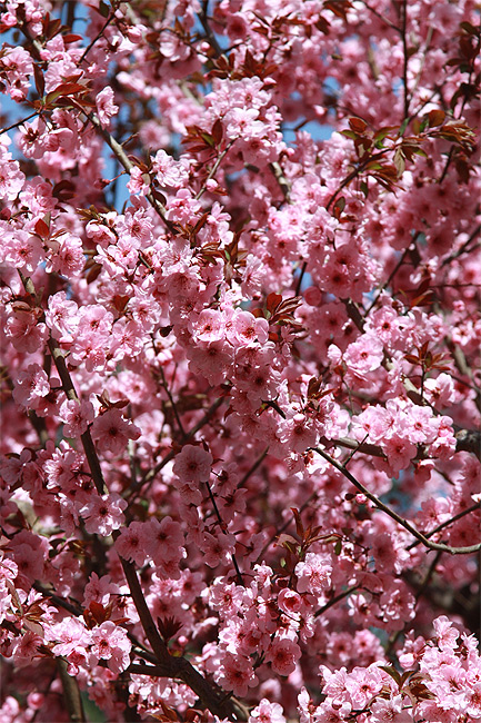 Пекин, Парк Чжуншань (Beijing, Zhongshan Park)