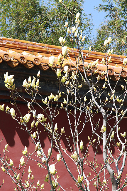 Пекин, Парк Чжуншань (Beijing, Zhongshan Park)