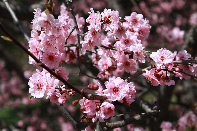 Пекин, Парк Чжуншань (Beijing, Zhongshan Park)