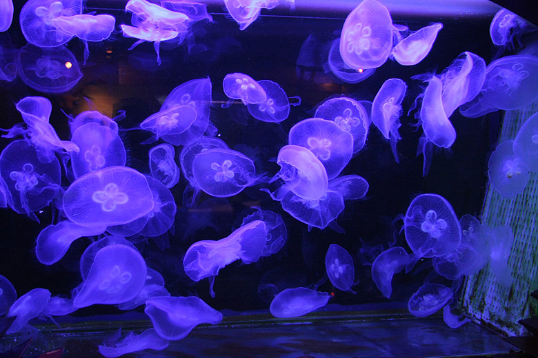 Пекин, Пекинская телебашня, Медузы (Beijing, China Central Television Tower, Jelly-fish)