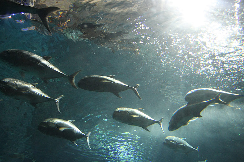 Пекин, Пекинская телебашня, Аквариум (Beijing, China Central Television Tower, Aquarium)