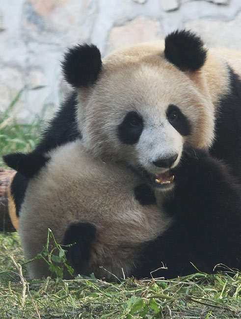 Пекин, Пекинский Зоопарк, Гиганская Панда (Beijing, Beijing Zoo, Giant panda)