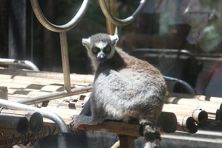Пекин, Пекинский Зоопарк, Игрунковые (Beijing, Beijing Zoo, Marmoset)