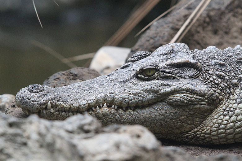 Пекин, Пекинский Зоопарк, Крокодил (Beijing, Beijing Zoo, Crocodile)