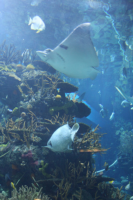 Пекин, Пекинский Зоопарк, Пекинский Аквариум (Beijing, Beijing Zoo, Beijing Aquarium)