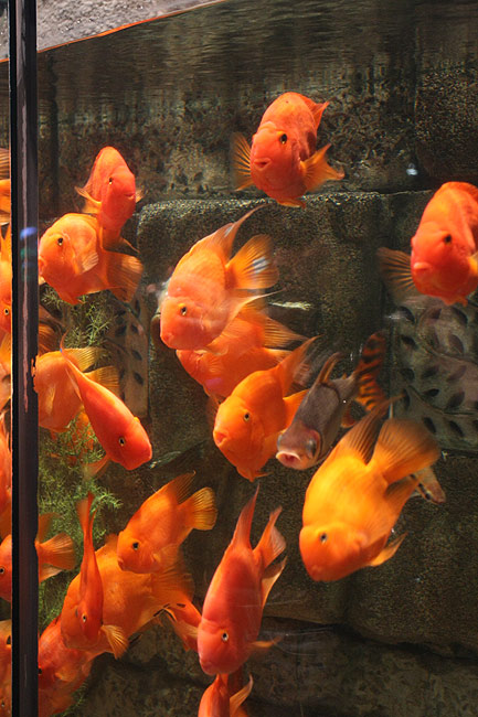Пекин, Пекинский Зоопарк, Пекинский Аквариум (Beijing, Beijing Zoo, Beijing Aquarium)