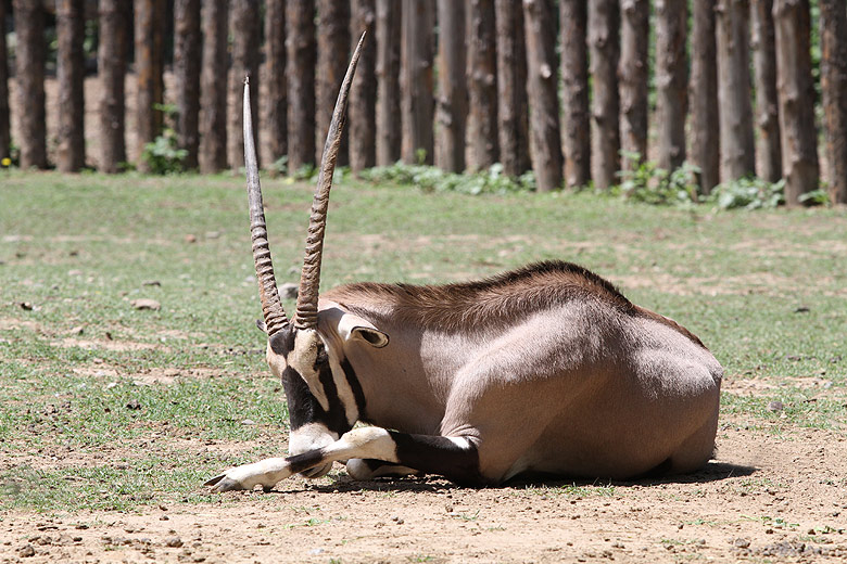 Пекин, Пекинский Зоопарк, Антилопа (Beijing, Beijing Zoo, Antelope)