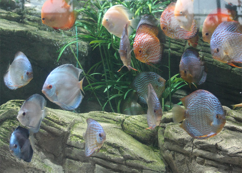 Пекин, Пекинский Зоопарк, Пекинский Аквариум (Beijing, Beijing Zoo, Beijing Aquarium)