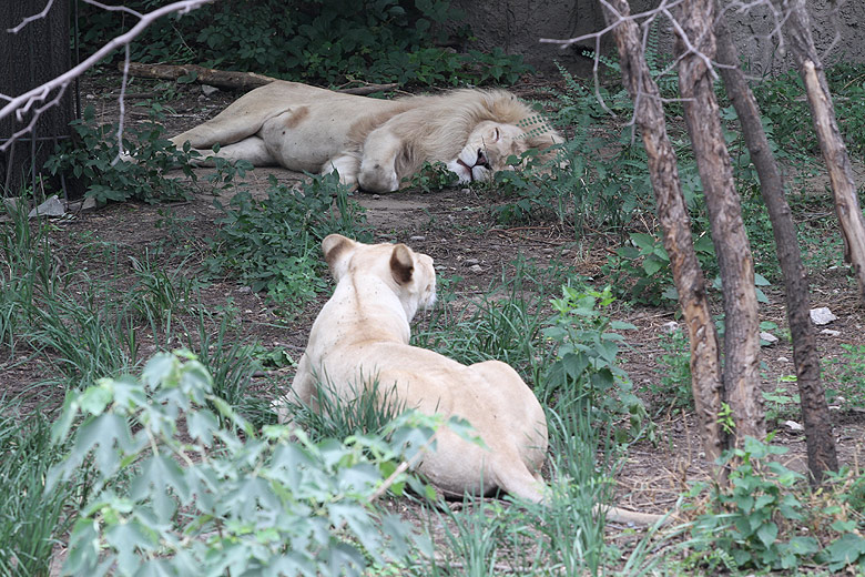 Пекин, Пекинский Зоопарк, Лев и львица (Beijing, Beijing Zoo, Lion and Lioness)