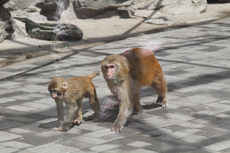 Пекин, Пекинский Зоопарк, Холм Обезьян (Beijing, Beijing Zoo, Monkey Hill)