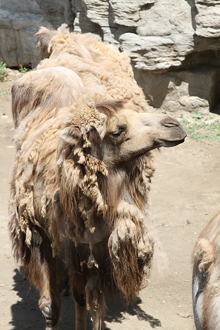 Пекин, Пекинский Зоопарк, Верблюд (Beijing, Beijing Zoo, Camel)