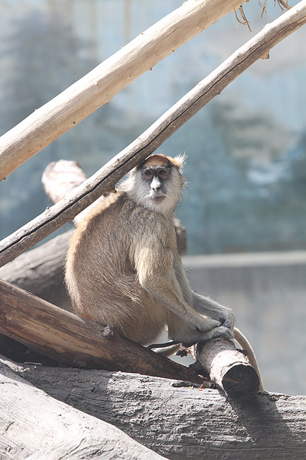 Пекин, Пекинский Зоопарк, Холм Обезьян (Beijing, Beijing Zoo, Monkey Hill)
