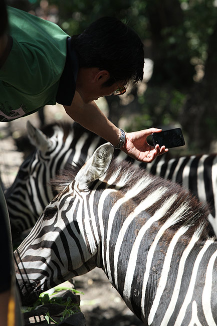 Пекин, Пекинский Зоопарк, Зебры (Beijing, Beijing Zoo, Zebras)