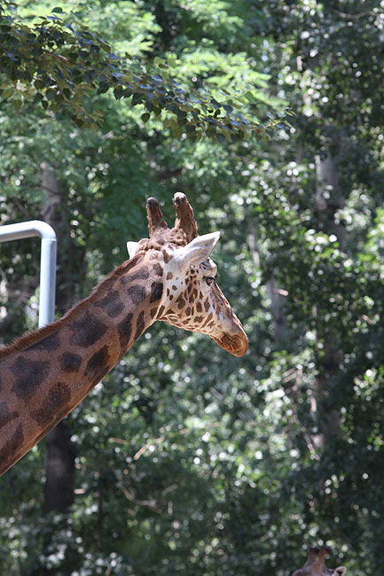 Пекин, Пекинский Зоопарк, Жираф (Beijing, Beijing Zoo, Giraffe)