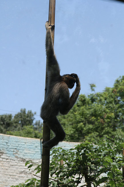 Пекин, Пекинский Зоопарк, Обезьяна (Beijing, Beijing Zoo, Monkey)