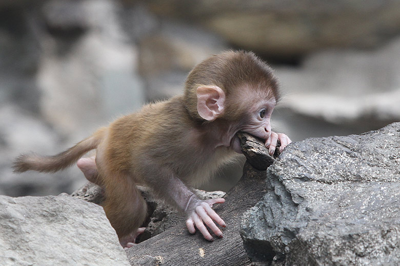 Пекин, Пекинский Зоопарк, Холм Обезьян (Beijing, Beijing Zoo, Monkey Hill)