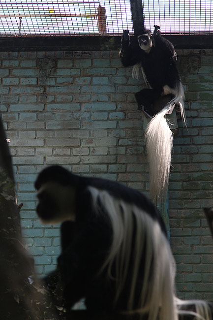 Пекин, Пекинский Зоопарк, Колобусы (Beijing, Beijing Zoo, Colobus)