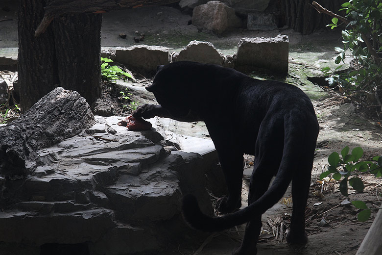 Пекин, Пекинский Зоопарк, Пантера (Beijing, Beijing Zoo, Panther)