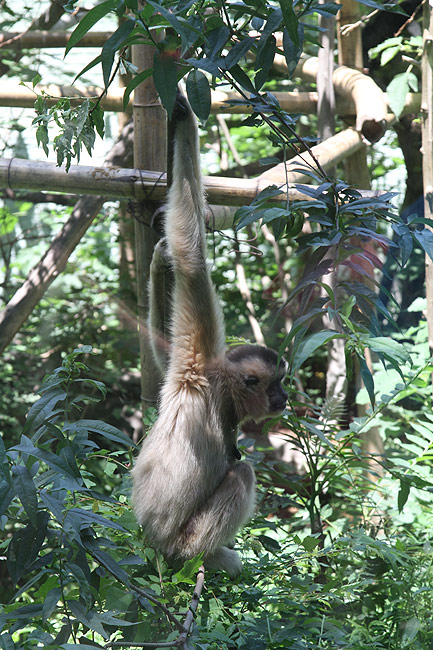 Пекин, Пекинский Зоопарк, Обезьяна (Beijing, Beijing Zoo, Monkey)