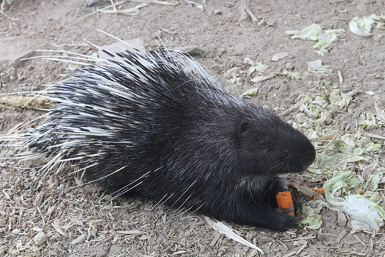 Пекин, Пекинский Зоопарк, Дикобраз (Beijing, Beijing Zoo, Porcupine)