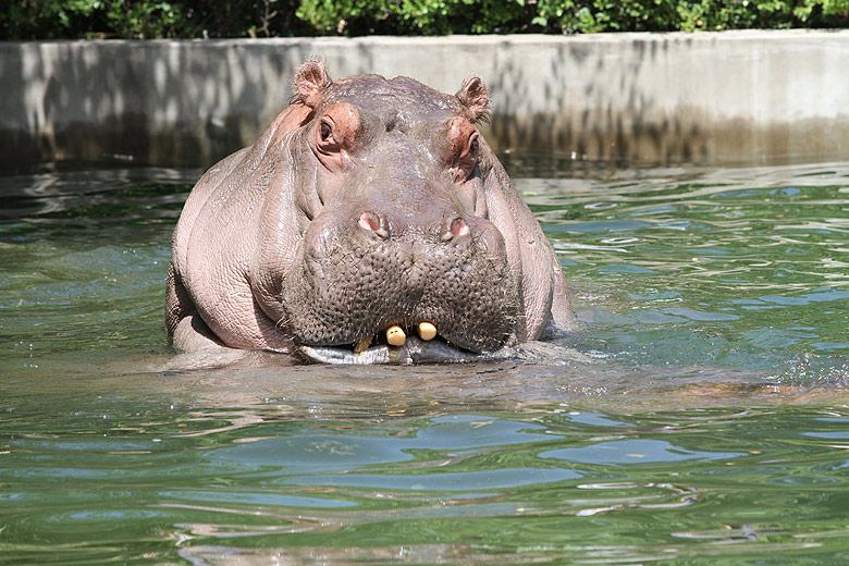 Пекин, Пекинский Зоопарк, Бегемот (Beijing, Beijing Zoo, Hippopotamus)