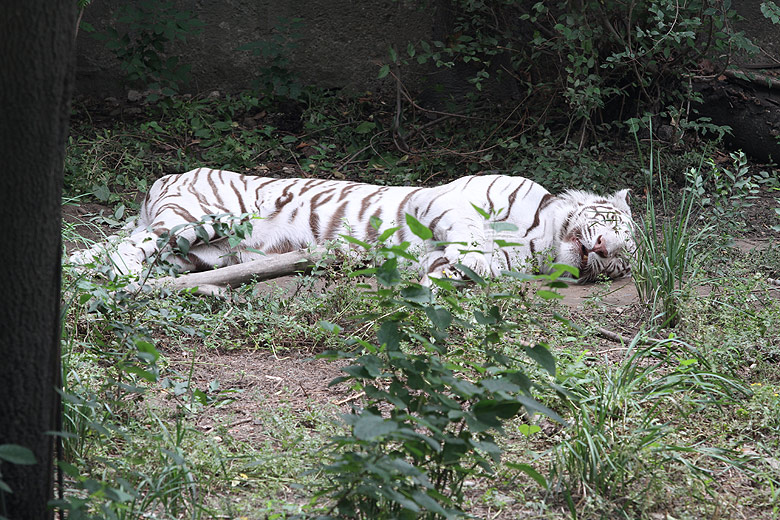 Пекин, Пекинский Зоопарк, Тигр - альбинос (Beijing, Beijing Zoo, Albino Tiger)