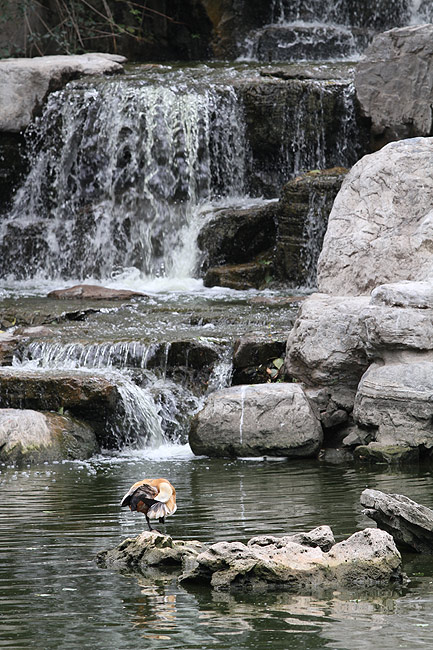 Пекин, Пекинский Зоопарк, Водопад на озере (Beijing, Beijing Zoo, Waterfall)