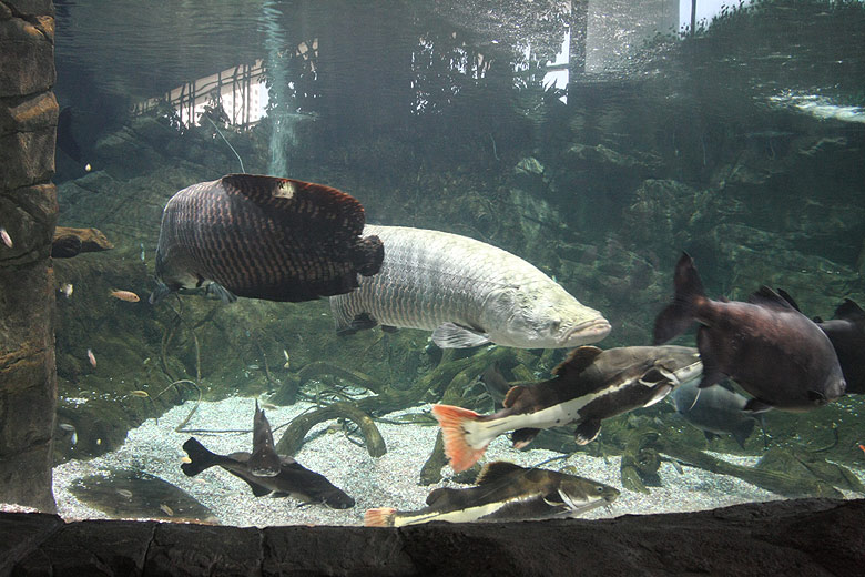 Пекин, Пекинский Зоопарк, Пекинский Аквариум (Beijing, Beijing Zoo, Beijing Aquarium)