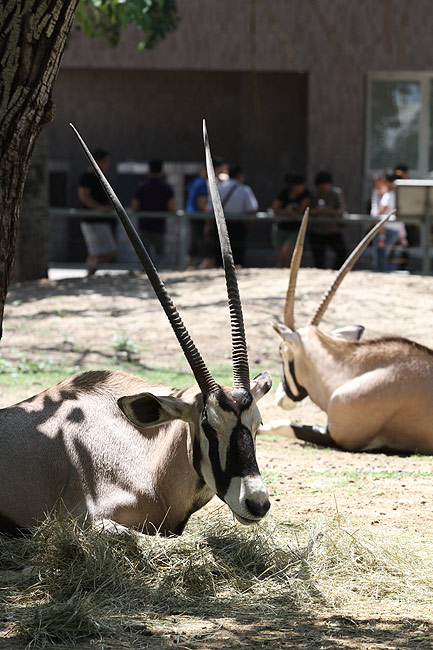 Пекин, Пекинский Зоопарк, Антилопы (Beijing, Beijing Zoo, Antelopes)