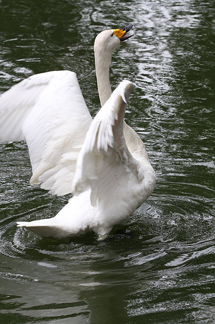 Пекин, Пекинский Зоопарк, Лебедь (Beijing, Beijing Zoo, Swan)