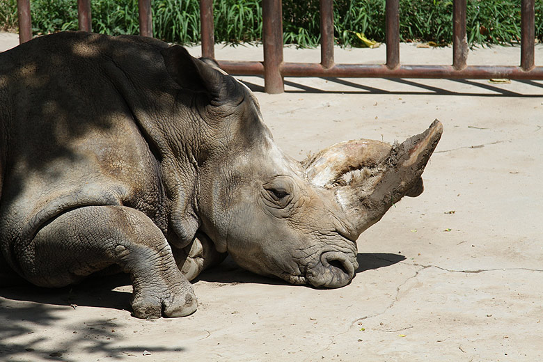 Пекин, Пекинский Зоопарк, Носорог (Beijing, Beijing Zoo, Rhinoceros)