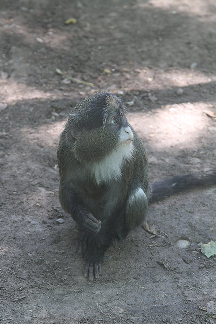 Пекин, Пекинский Зоопарк, Лангур (Beijing, Beijing Zoo, Langur)