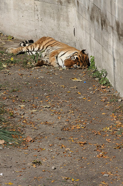 Пекин, Пекинский Зоопарк, Тигр (Beijing, Beijing Zoo, Tiger)