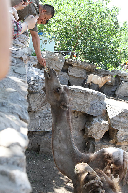 Пекин, Пекинский Зоопарк, Верблюды (Beijing, Beijing Zoo, Camels)