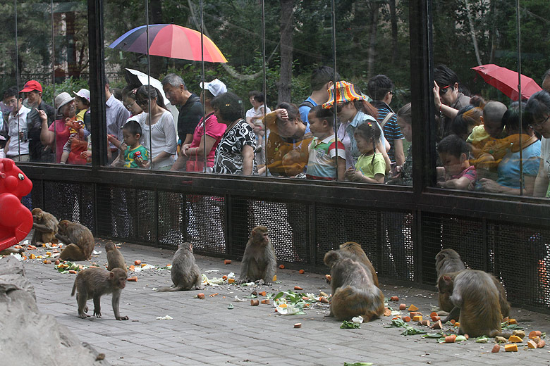 Пекин, Пекинский Зоопарк, Холм Обезьян (Beijing, Beijing Zoo, Monkey Hill)