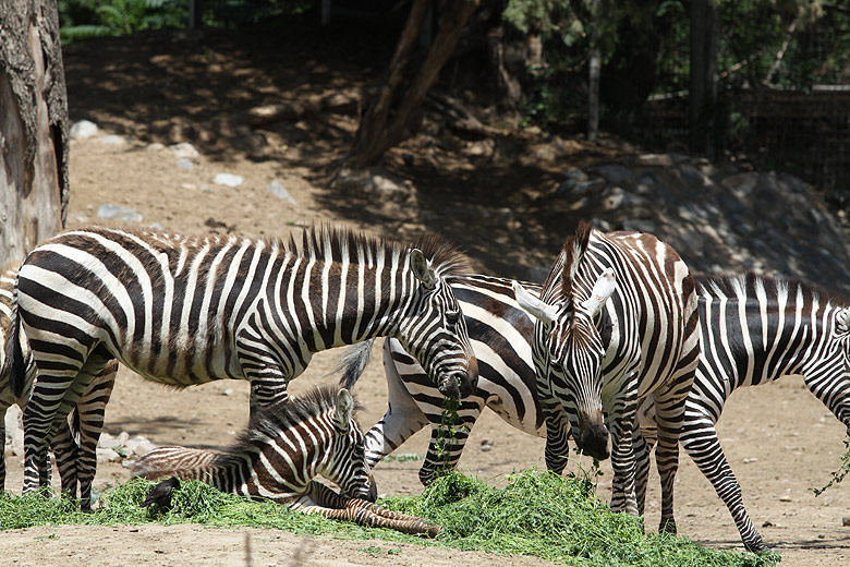 Пекин, Пекинский Зоопарк, Зебры (Beijing, Beijing Zoo, Zebras)
