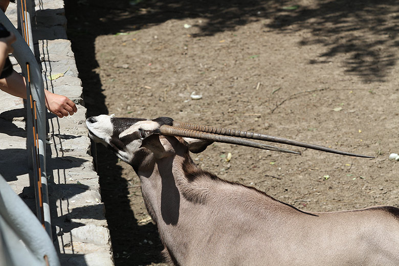 Пекин, Пекинский Зоопарк, Антилопа (Beijing, Beijing Zoo, Antelope)