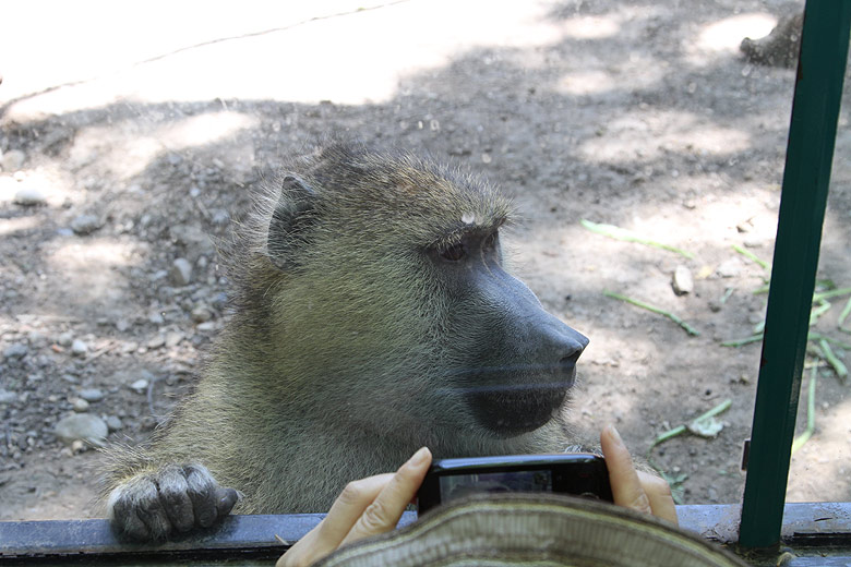 Пекин, Пекинский Зоопарк, Обезьяна (Beijing, Beijing Zoo, Monkey)