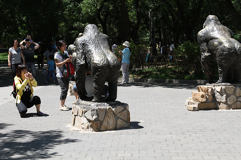 Пекин, Пекинский Зоопарк, Секция человекообразных обезьян (Beijing, Beijing Zoo, Apes Area)